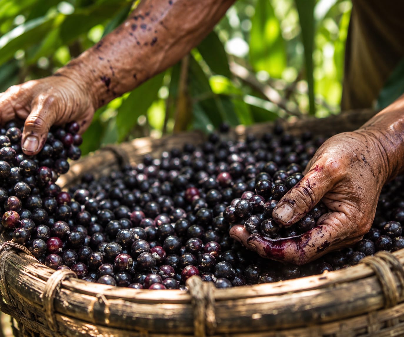 Cosecha de açaí en la Amazonía peruana